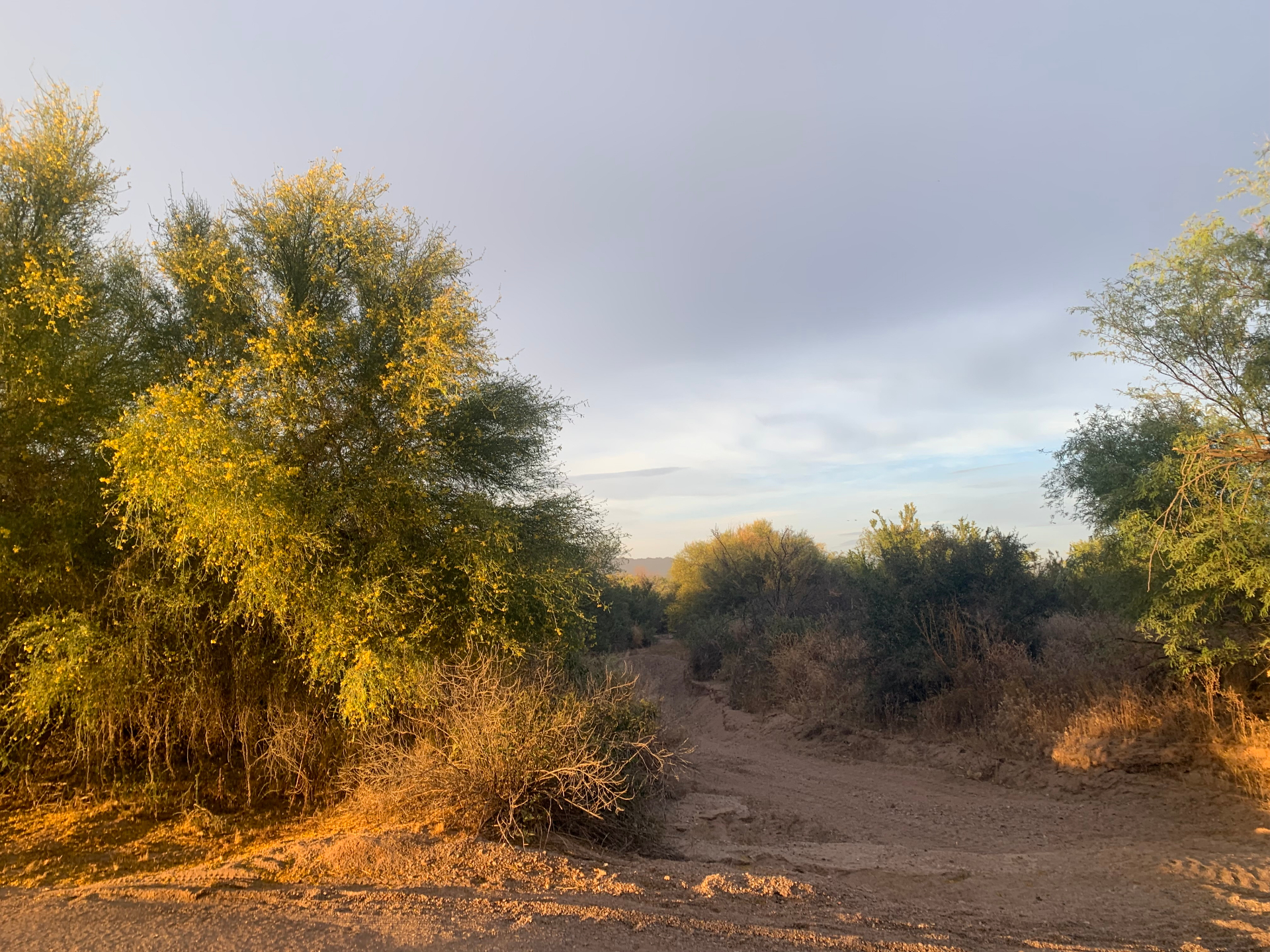 Sonoran desert path at golden hour